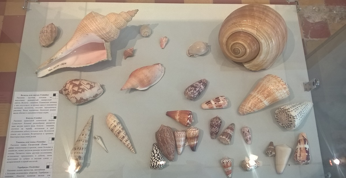 Natural History and some sea shells