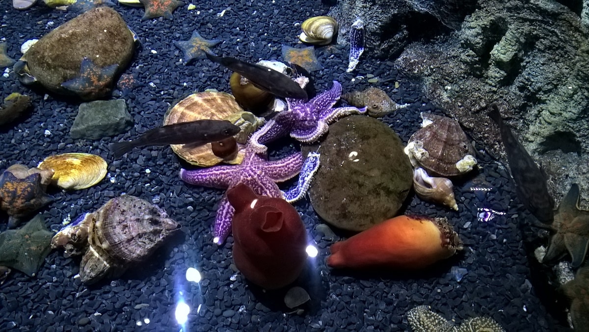 Если кто-то ожидает увидеть в океанариуме сплошные ряды аквариумов, то это не так. Тут построен полноценный музей естественной истории с уклоном в водную среду, где живые обитатели являются гармоничным дополнением экспозиции