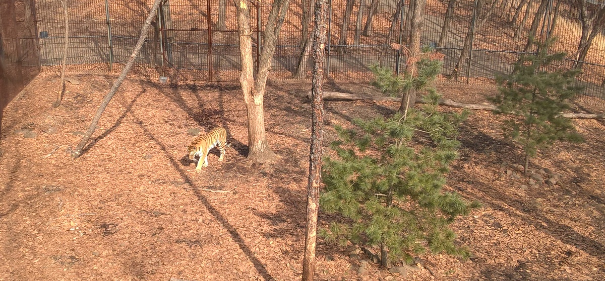 Приморский сафари-парк, тигр